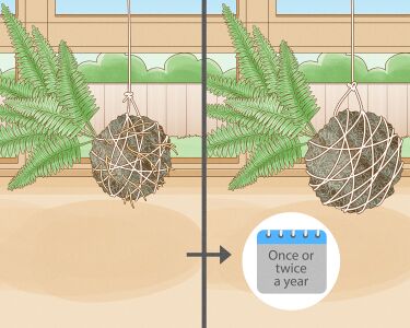 How to Create a Unique Kokedama for Your Home