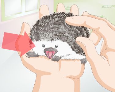 How to Become the Best Friend for Your Pet Hedgehog