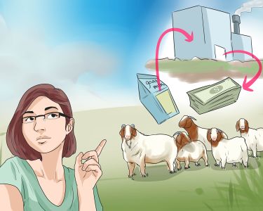 Launching a Successful Goat Farm: A Step-by-Step Guide