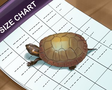 How to Determine Your Turtle's Age: A Practical Guide
