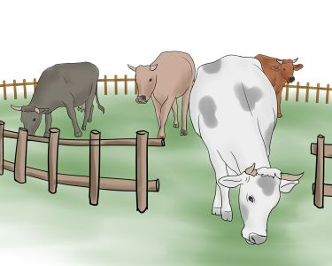 Как пасти крупный рогатый скот