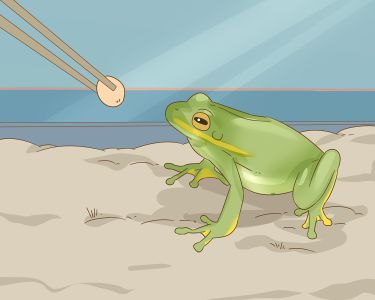 How to Tell a Frog from a Toad: Tips and Tricks